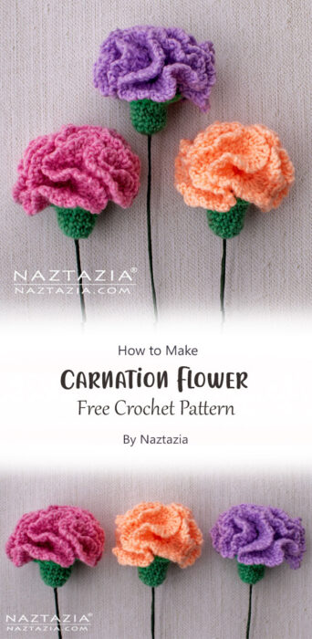 Carnation Flower By Naztazia